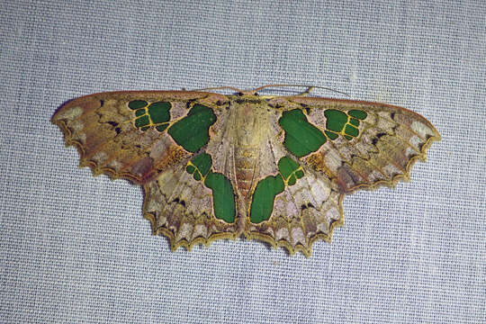 صورة Trygodes viridiplena Prout 1917