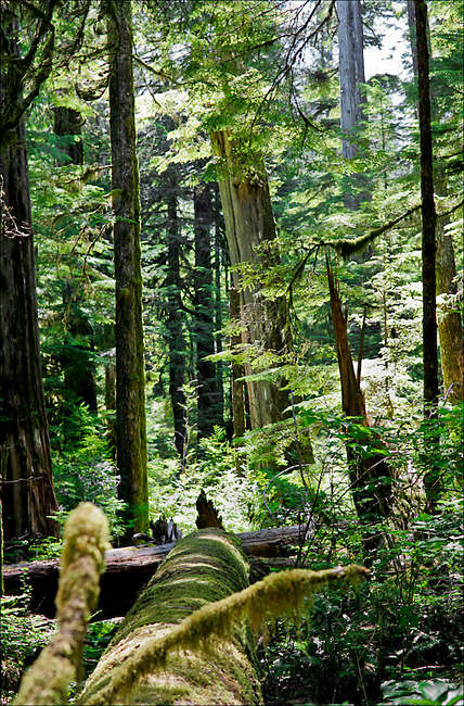 Image of Canoe Cedar