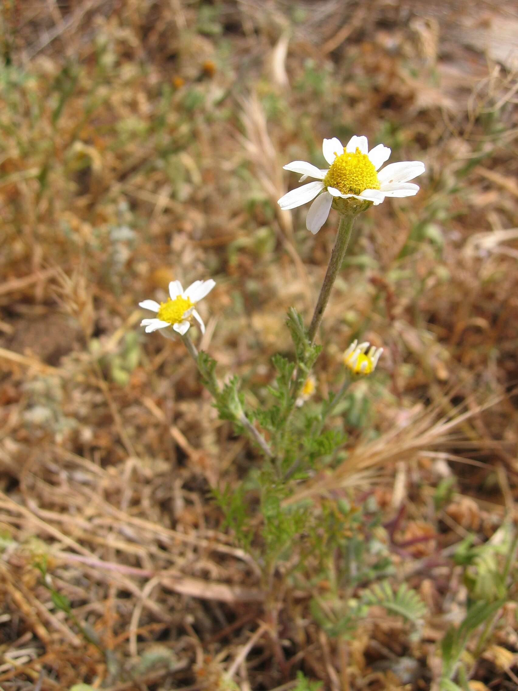 Anthemis arvensis L. resmi