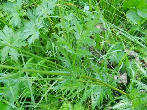 Image of corymbflower tansy