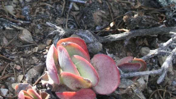 Image of Redleaf crassula