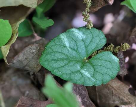 Viola hirsutula Brainerd的圖片