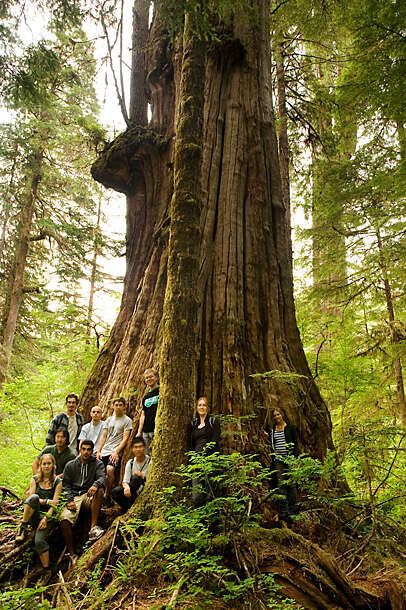 Image of Canoe Cedar