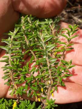 Image of Pomaderris phylicifolia subsp. phylicifolia