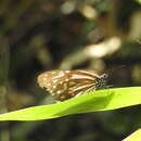 Image of Nilgiri Tiger