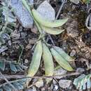 Image of Astragalus incanus subsp. incanus