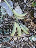 Image of Astragalus incanus subsp. incanus