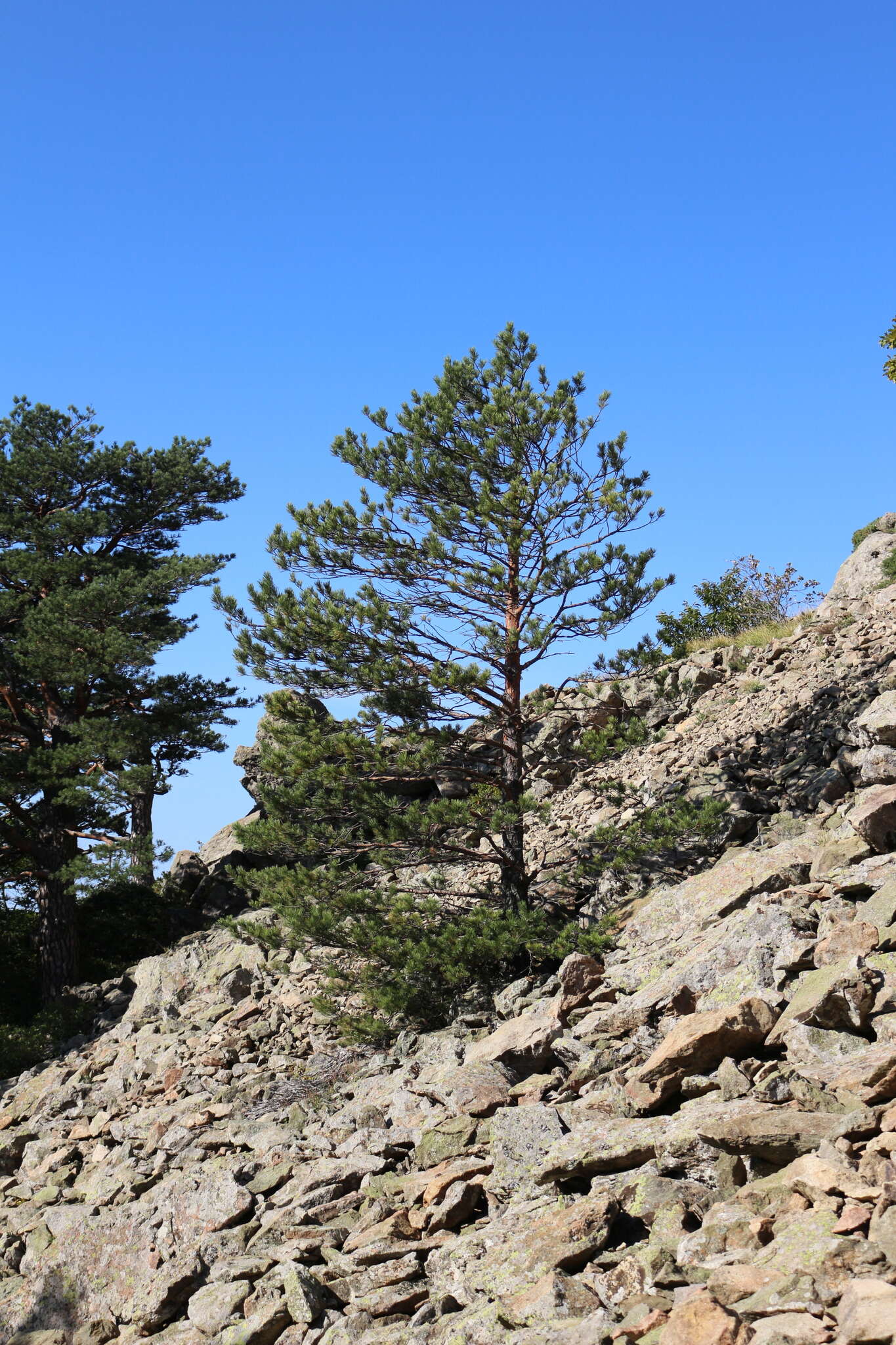 Image of Pinus sylvestris var. hamata Steven