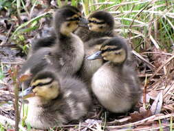 Image of Common Mallard