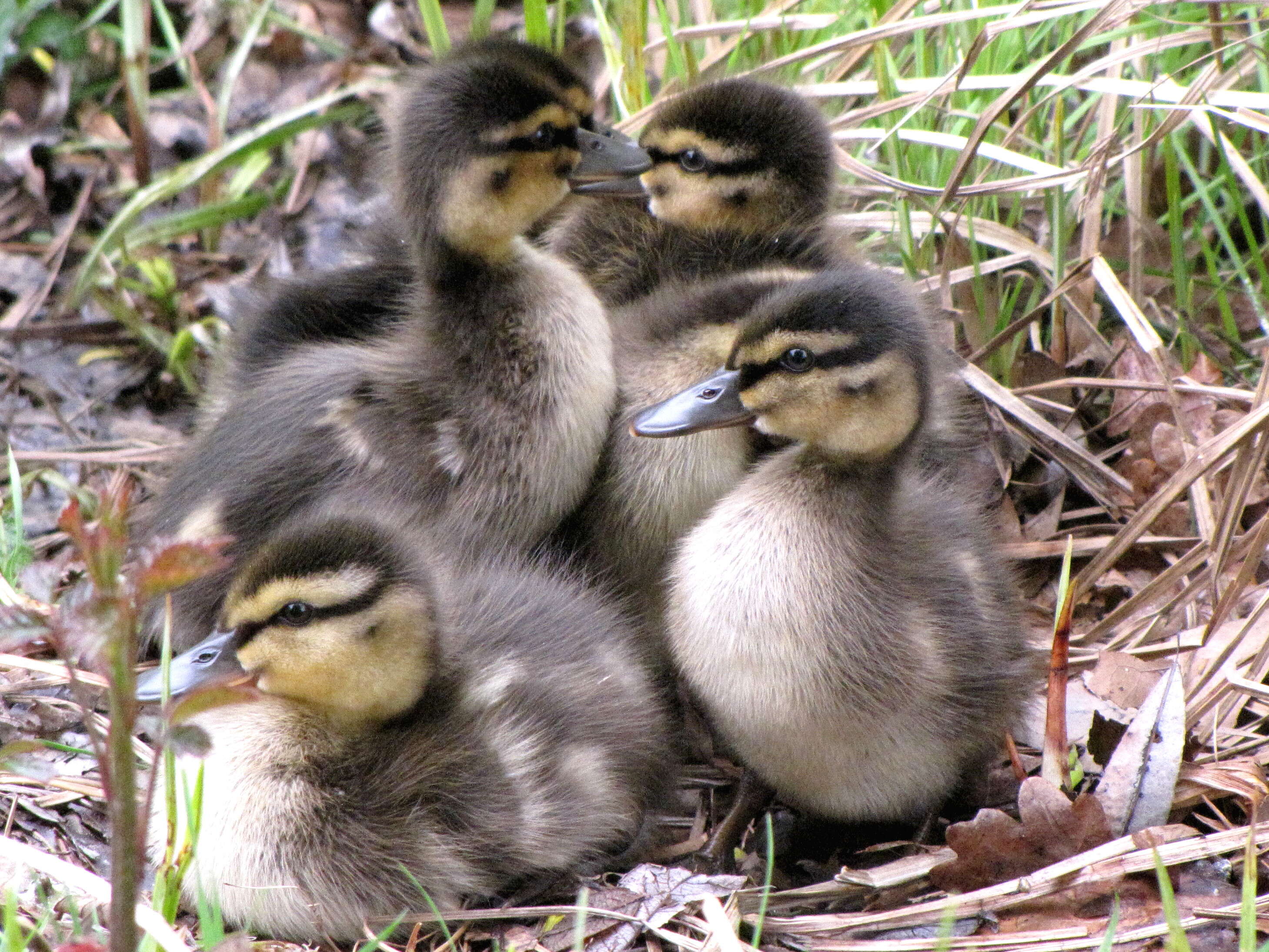 Image of Common Mallard