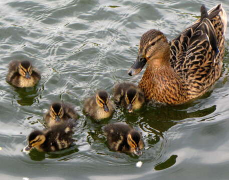 Image of Common Mallard