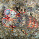 Image of King's Hawaiian lobster