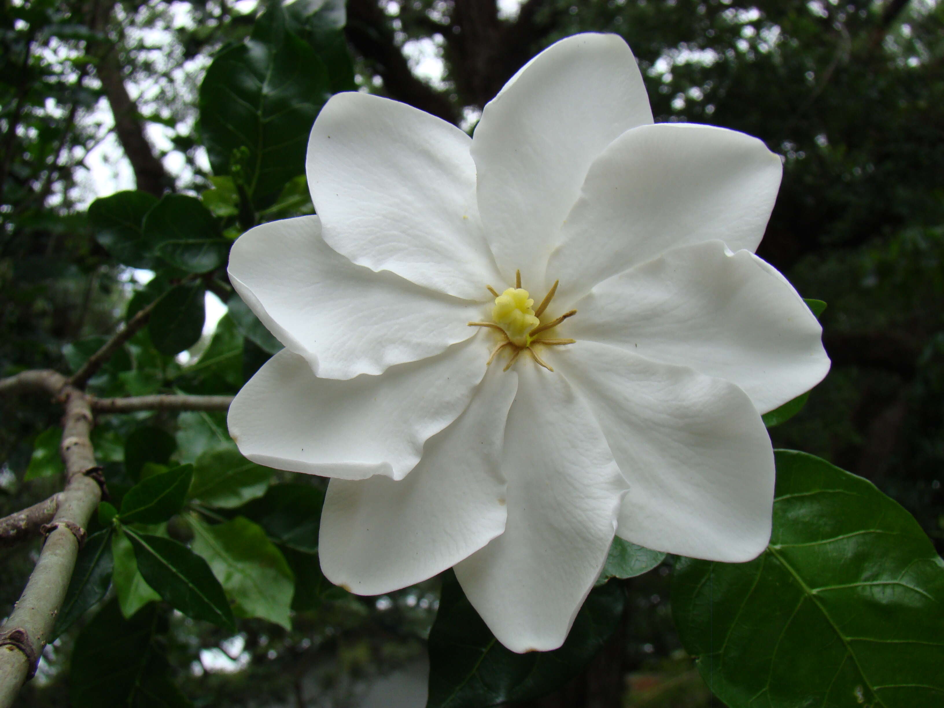 Image of Thunberg's gardenia