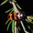 Image of Castiarina crenata (Donovan 1805)