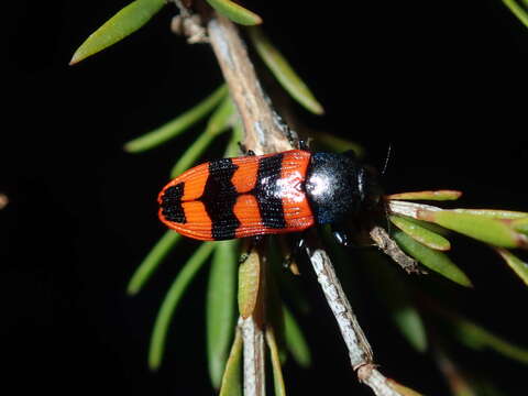 Image of Castiarina crenata (Donovan 1805)