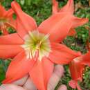 Imagem de Hippeastrum puniceum (Lam.) Voss