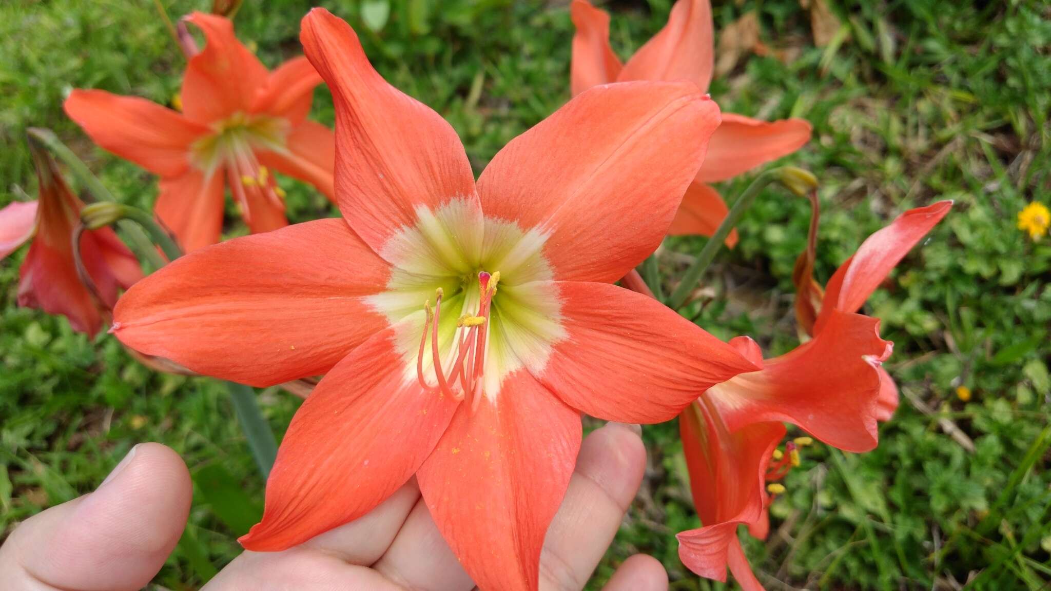 Imagem de Hippeastrum puniceum (Lam.) Voss