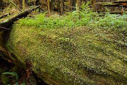 Image of western hemlock