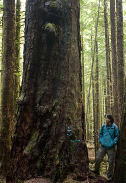 Image of Douglas Fir