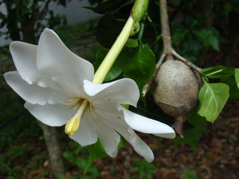 Image of Thunberg's gardenia