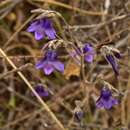 Image of Conanthera campanulata Lindl.