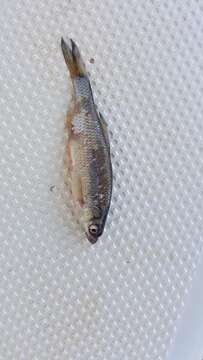 Image of Rio Grande Minnow