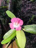 Plancia ëd Tabebuia acrophylla (Urb.) Britton