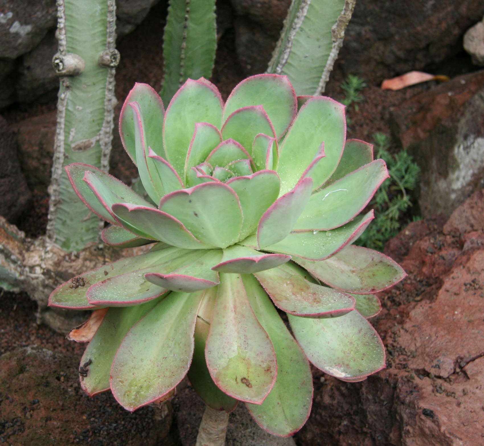 Sivun Aeonium gorgoneum J. A. Schmidt kuva