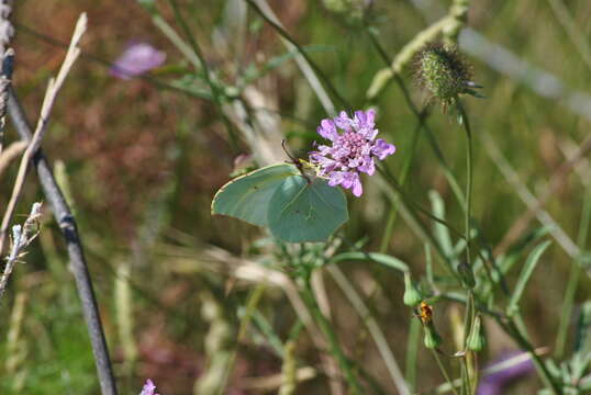 Image of Cleopatra Butterfly