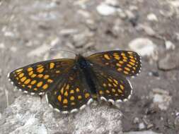 Plancia ëd Melitaea diamina