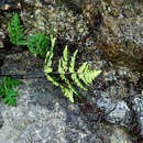 Image of goldback fern