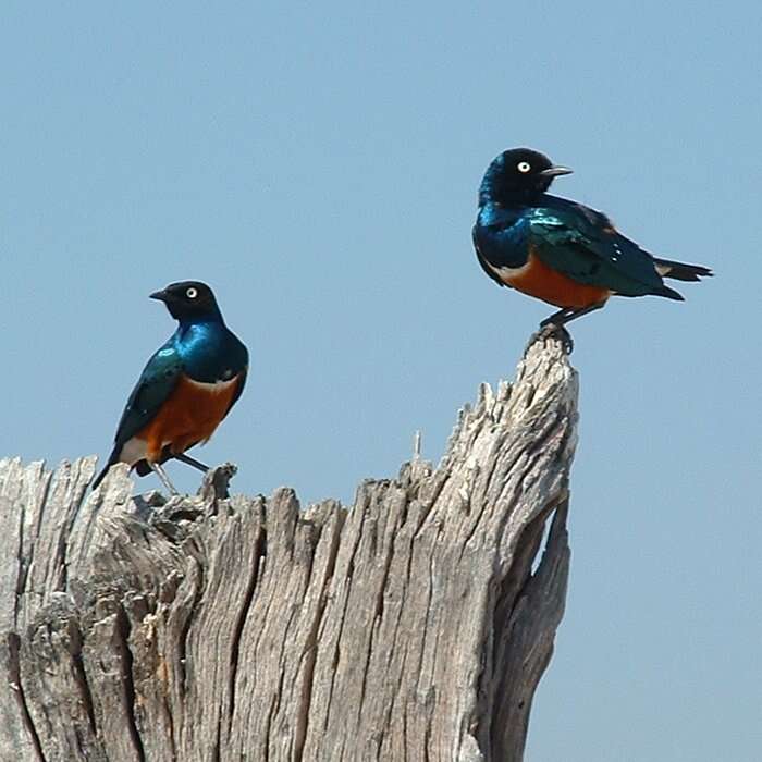 Image of Superb Starling