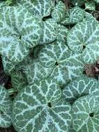 Image of Aristolochia fimbriata Cham.