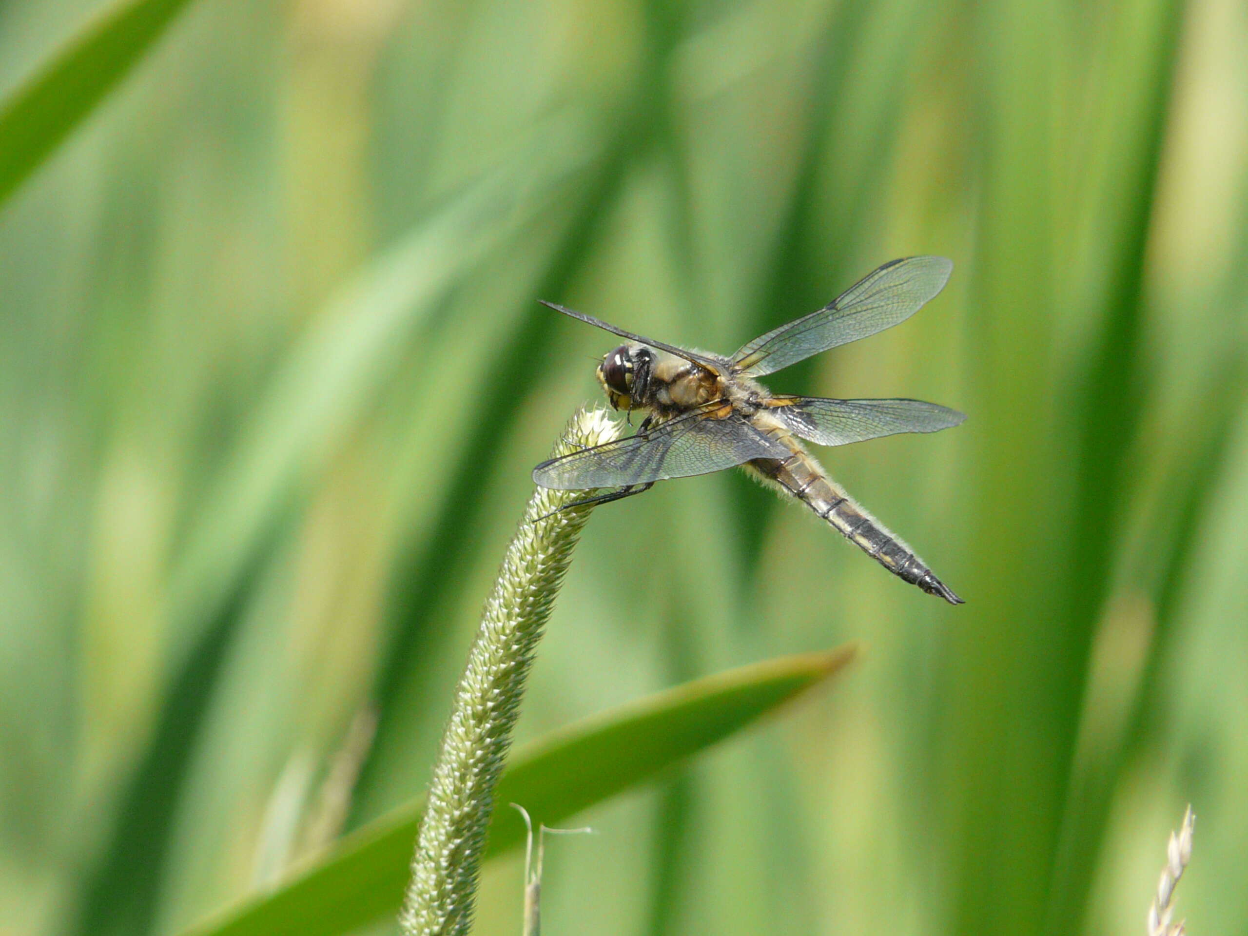 Image of Four-spotted Chaser