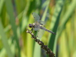 Image of Four-spotted Chaser