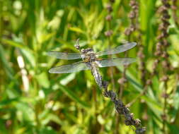 Image of Four-spotted Chaser