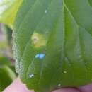 Image of Asian wooly hackberry aphid