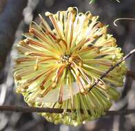 Imagem de Banksia laricina C. A. Gardner