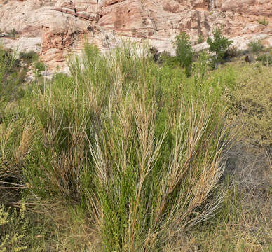 Image of desert baccharis