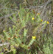 Plancia ëd Oedera calycina subsp. calycina