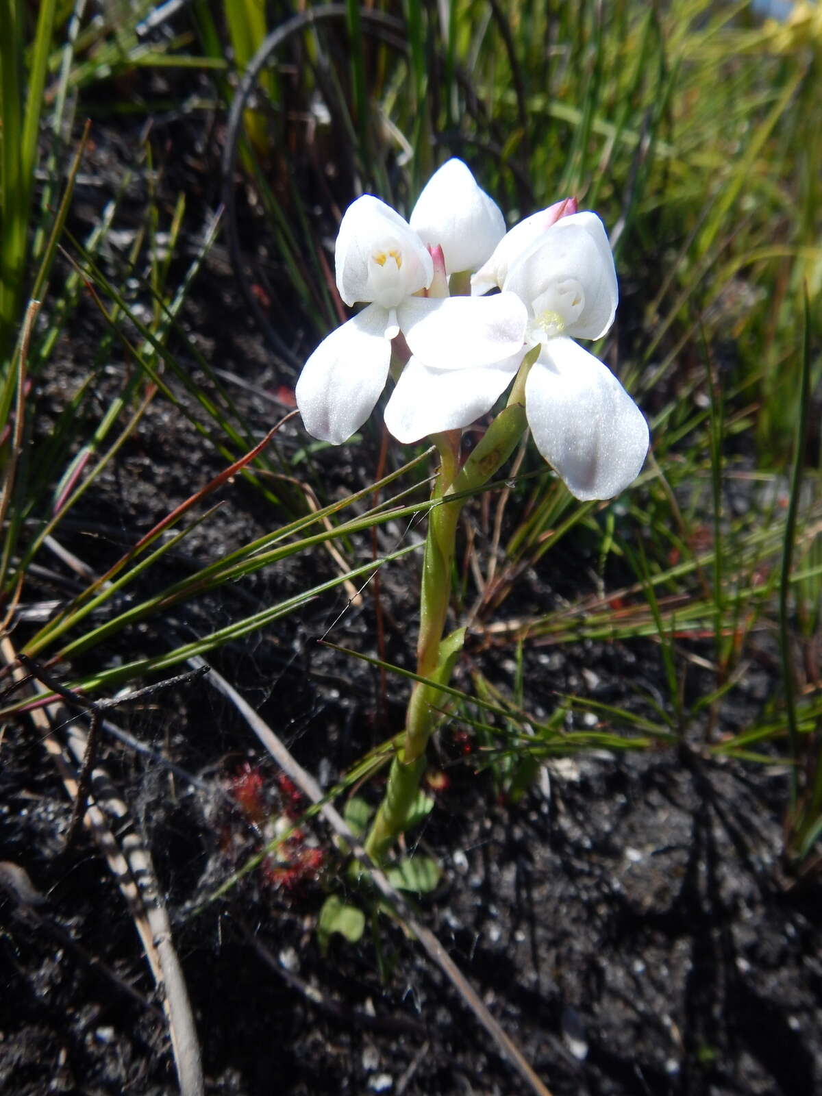 Image of Disa vasselotii Bolus ex Schltr.