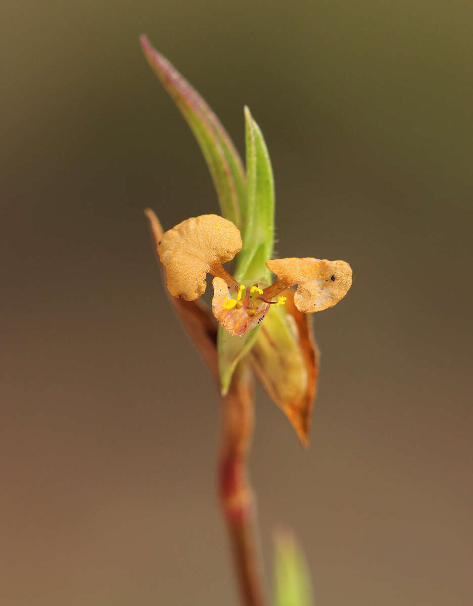 Image de Commelina subulata Roth