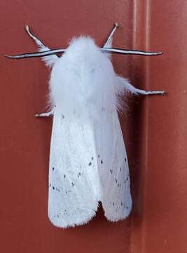 Image of Vestal Tiger Moth