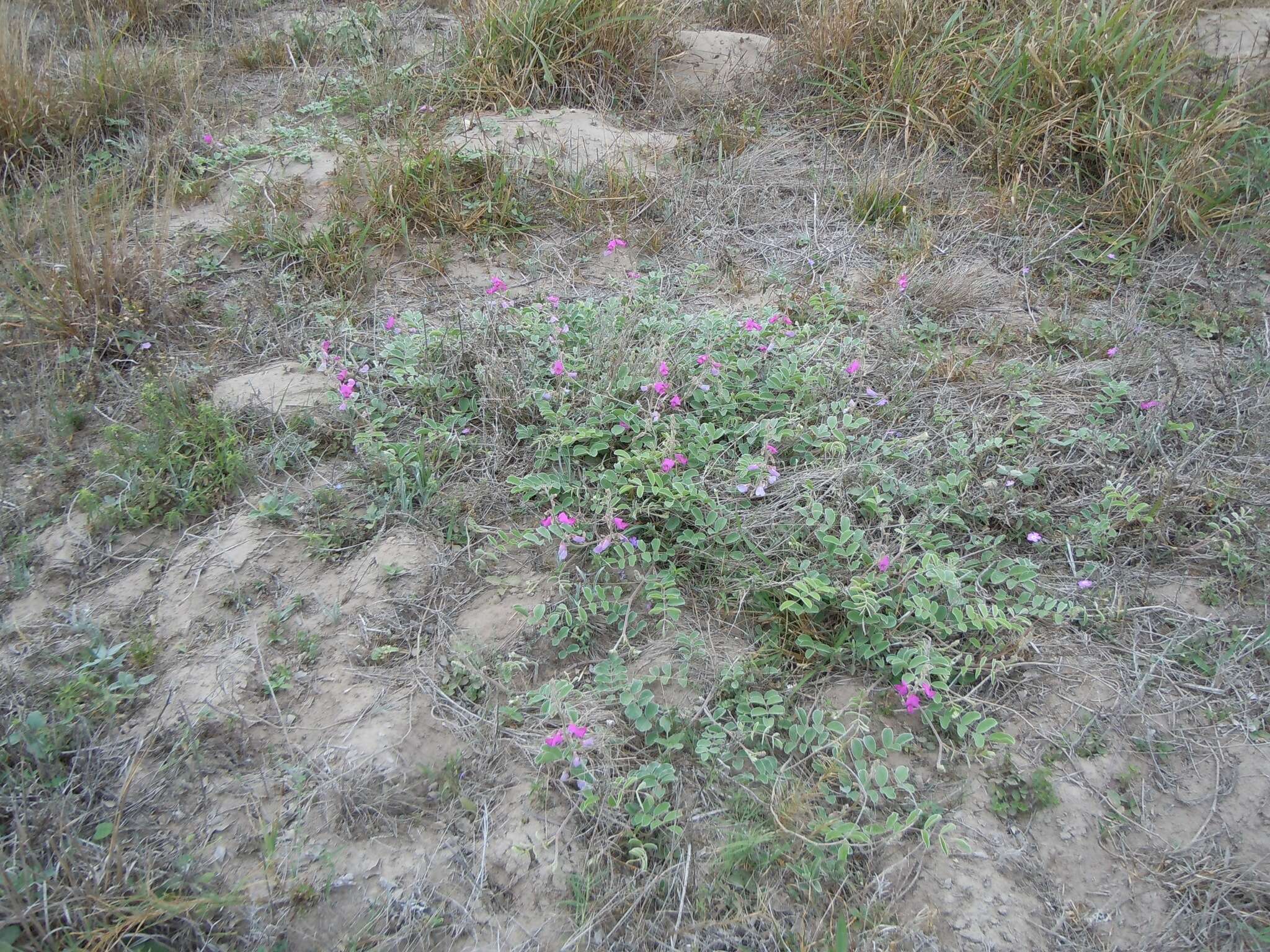 Image of Lindheimer's hoarypea