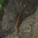 Image of Cape Arboreal Spiny Lizard