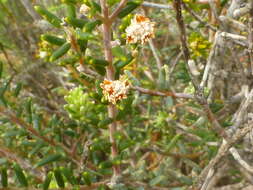 Image of Phylica cephalantha Sond.