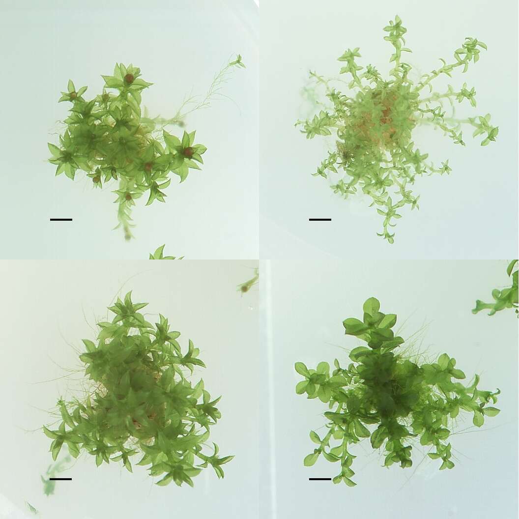 Image de Physcomitrella patens Bruch & W. P. Schimper ex B. S. G. 1849