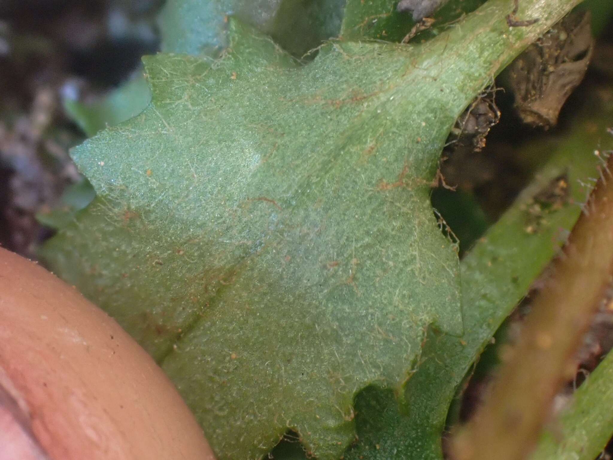 Image of Howell's Pseudosaxifrage