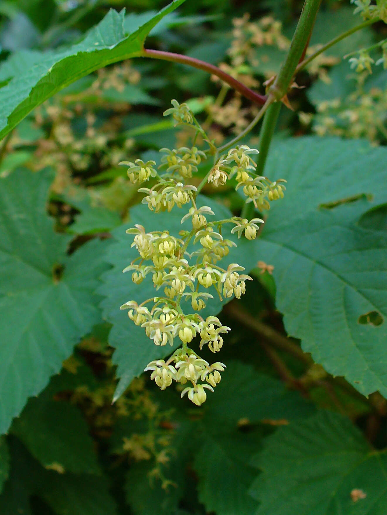 Image of common hop