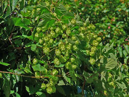 Image of common hop